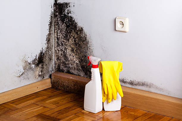 Best Mold Damage Restoration  in Coronado, CA